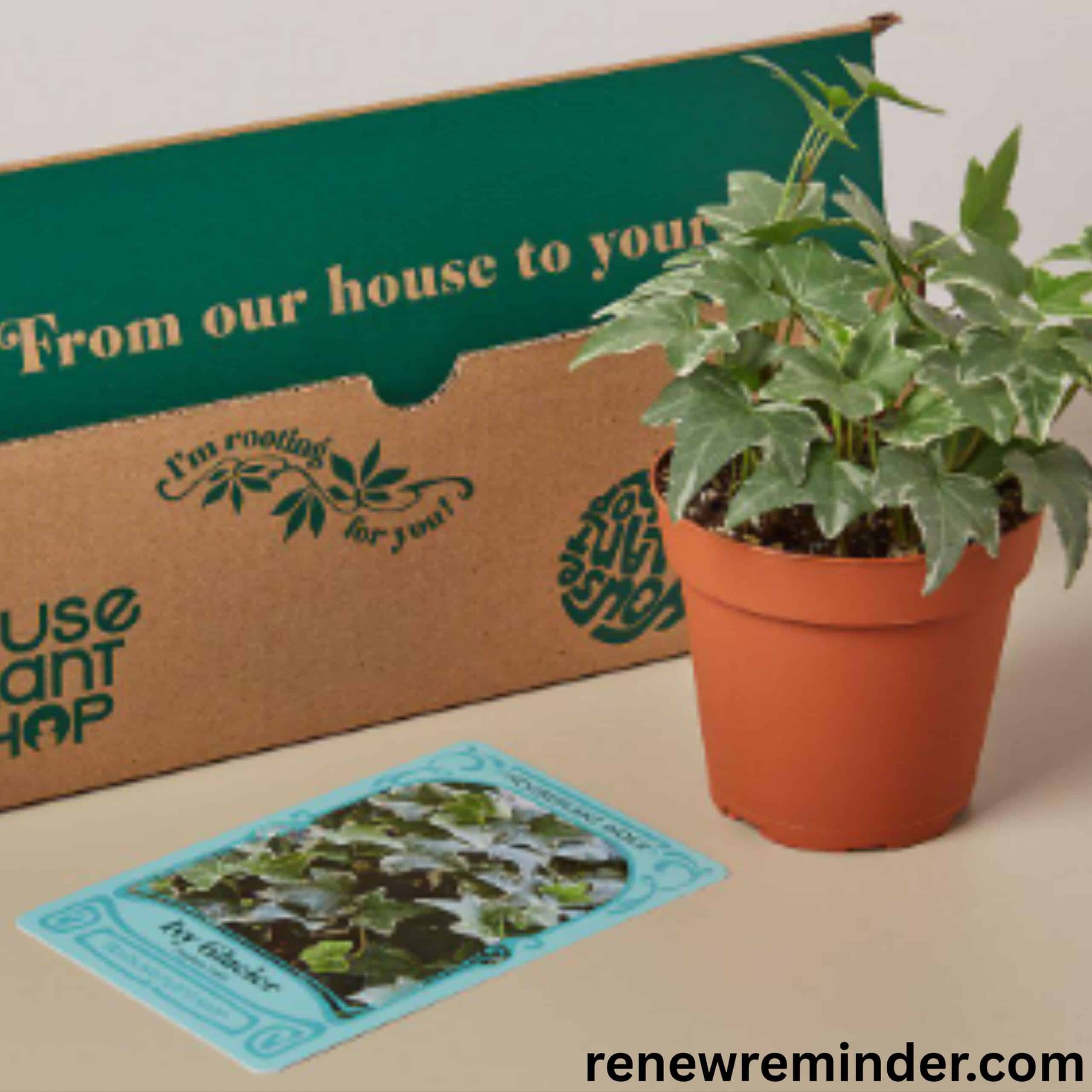 Plant Subscription Box: Why Monthly Greenery Delivery Is the Easiest Way to Build a Home Jungle